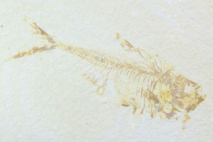 Bargain, Diplomystus Fossil Fish - Wyoming #101052